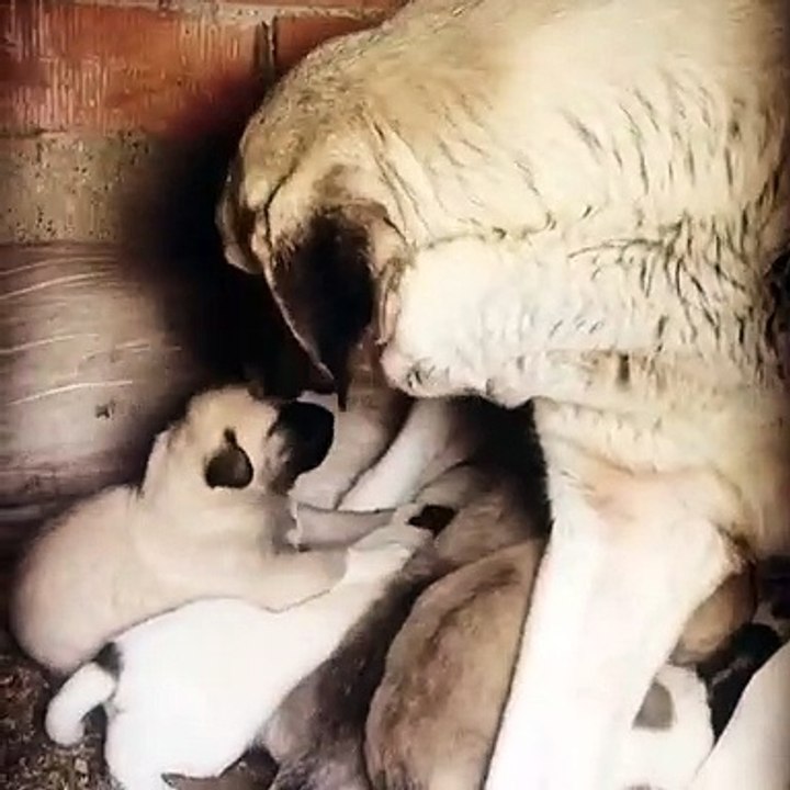 COBAN KOPEKLERiNE SABAH KAHVALTISINDA ANNE SUTU - ANATOLiAN SHEPHERD DOG PUPPiES MiLK MOM