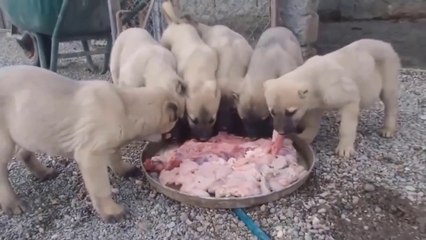 COBAN KOPEKLERi YAVRULARI ve KEDiLER SABAH KAHVALTISI - ANATOLiAN SHEPHERD DOG and CATS BREAKFAST