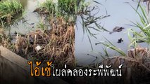 เตือนภัย !! พบจระเข้หลุดในคลองระพีพัฒน์ คลอง 10 โปรดระมัดระวัง