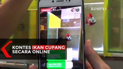 Télécharger la video: Kontes Ikan Cupang Secara Online di Masa Pandemi Covid-19