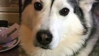 The Amazing 2 Year Story Of My Baby & Husky Becoming Best Friends! [UNSEEN CLIPS