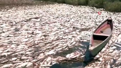 - Irak'ta onlarca ton balık telef oldu