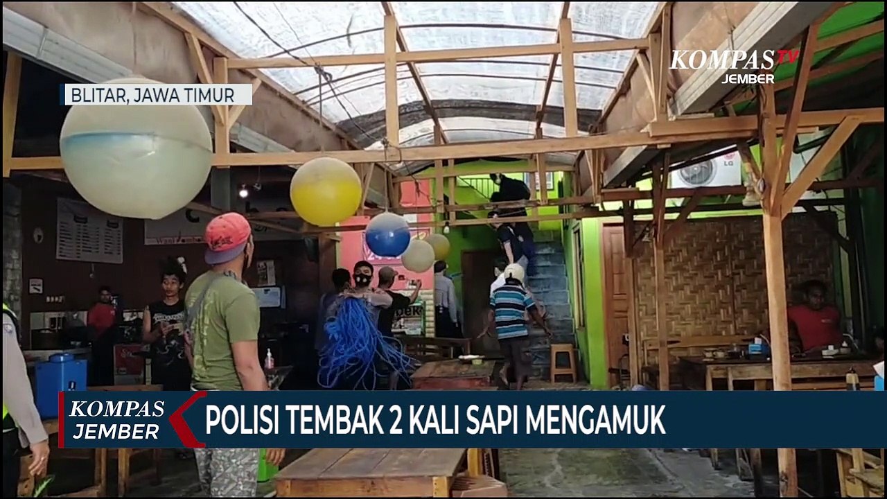 Polisi Tembak 2 Kali Sapi Mengamuk