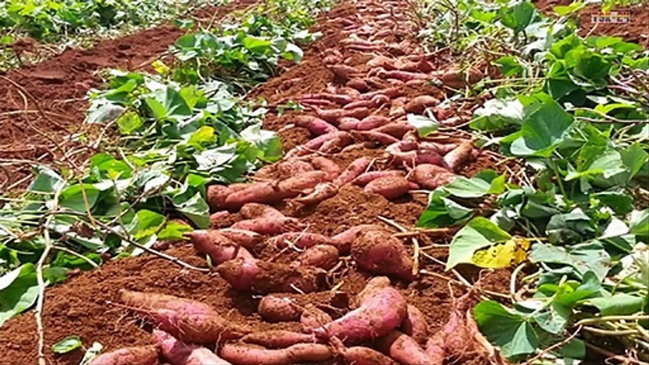 WOW! Amazing Agriculture Technology - Sweet Potato - Strange Sweet Potato