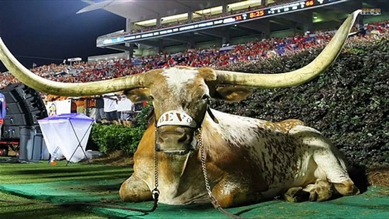 The Bulls With the Biggest Horns in the world - Agriculture technologies