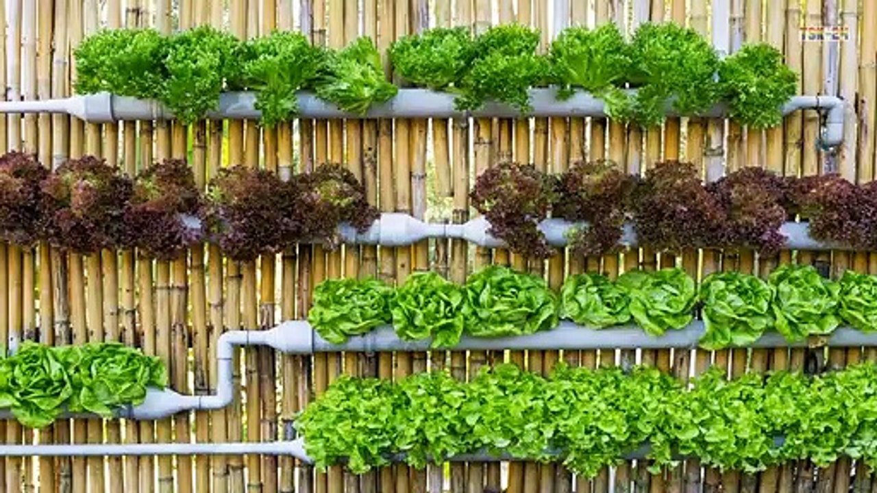 Hydroponics and the future of farming