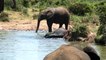 Elephant National Park video and  many other wildlife