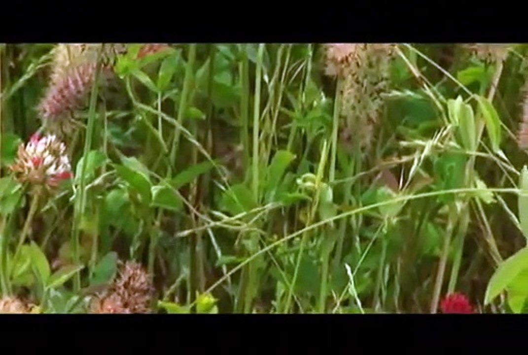 Westervelt Wildlife Wisdom, Annual clovers