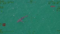 ABD'de sahilde köpekbalığı paniği