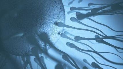 Gerak Sperma Ternyata Ngebor Bukan Berenang