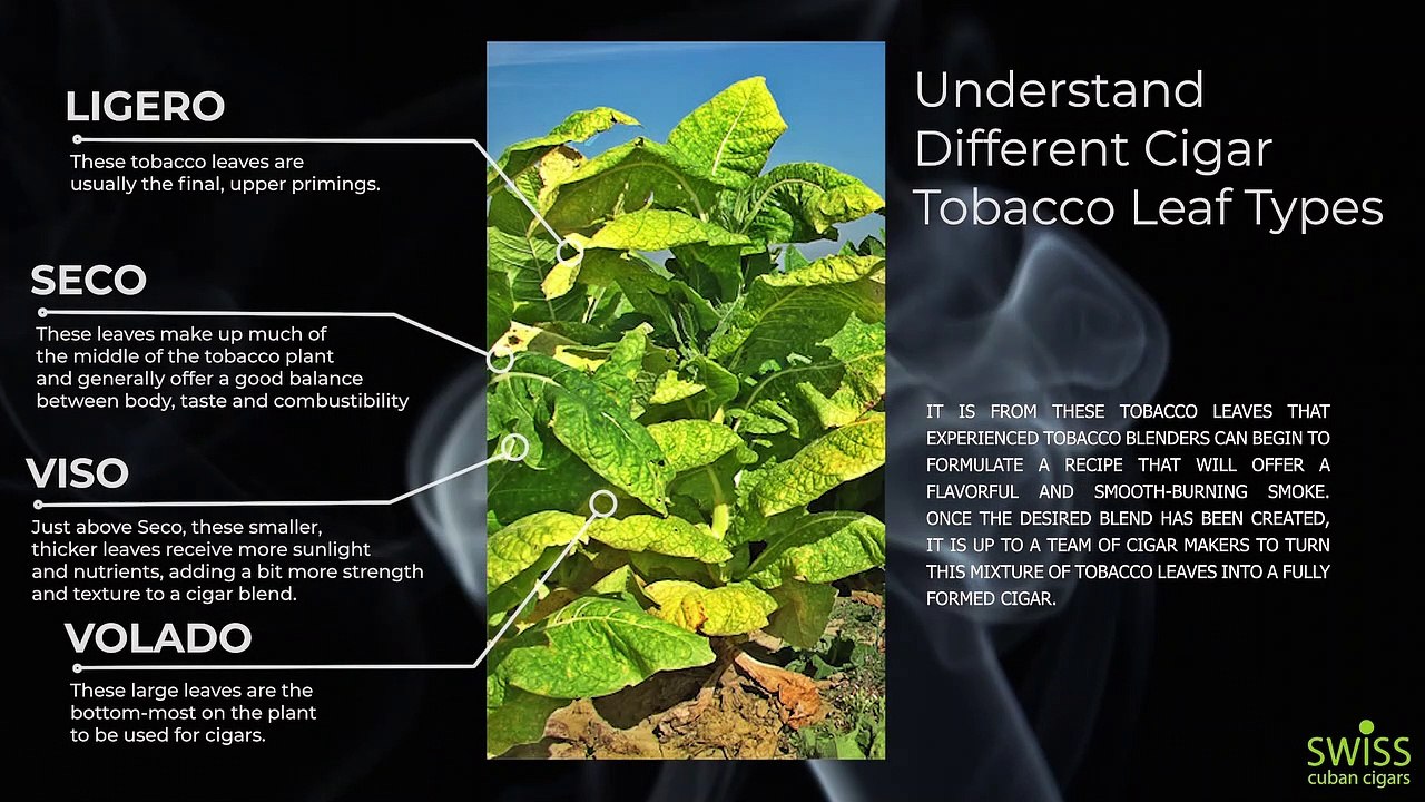 Cigar Construction: Understanding Different Cigar Types
