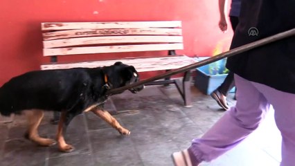 Trafik kazası mağduru köpeklere özenli koruma - KAYSERİ