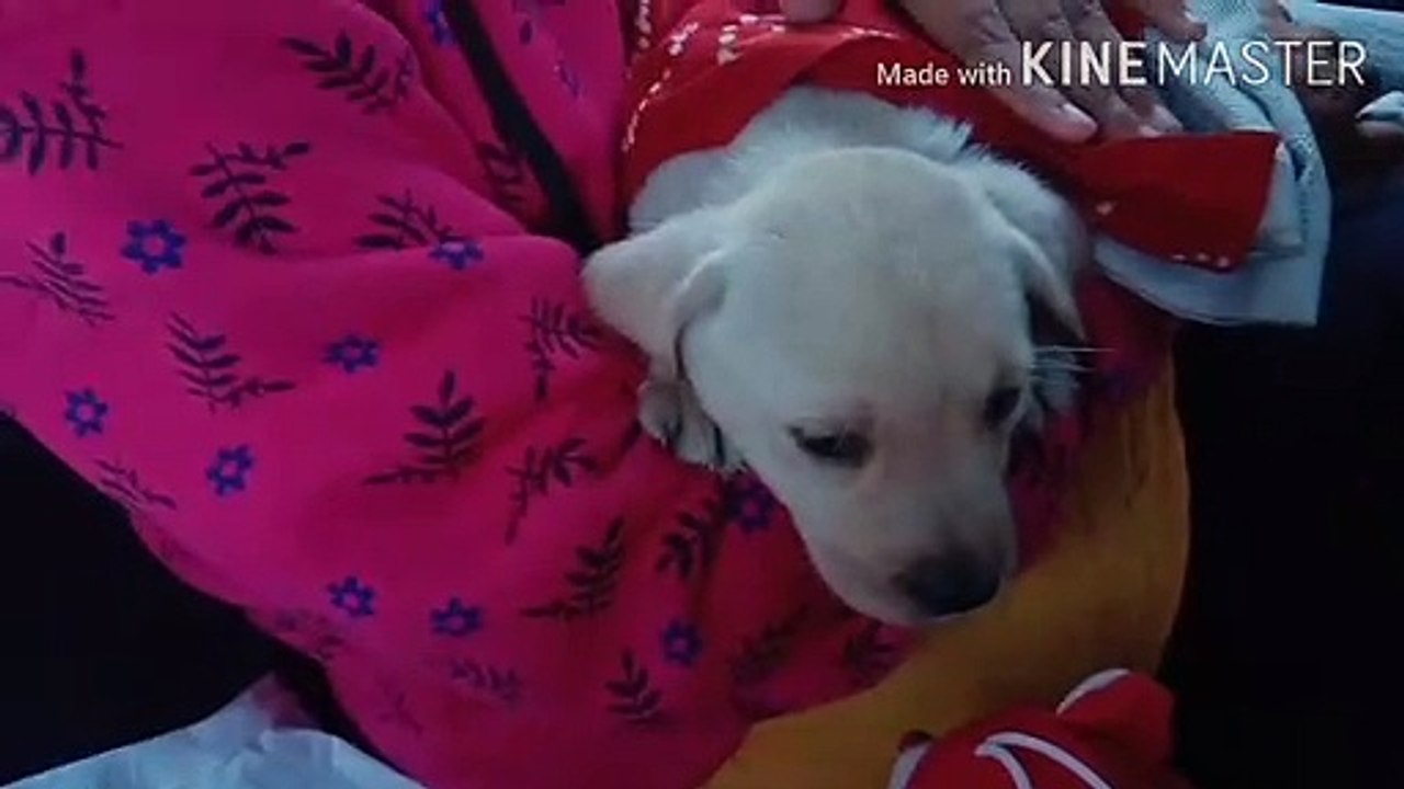 episode 2 Story of just after having a puppy