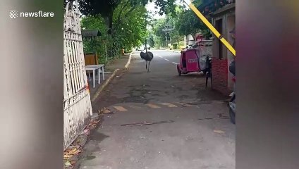 Ostriches rampage through streets in front of shocked locals in the Philippines