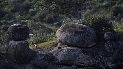 Madre lince jugando con sus cachorros