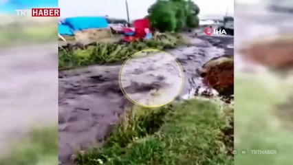 Sele kapılan dananın sürüklenme anı kamerada