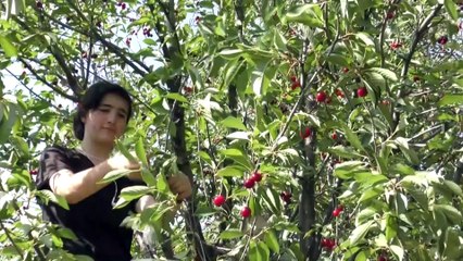 Yem bitkisi yerine vişne ve kiraz ağacı dikti, tonlarca ürünü dalından satıyor - BAYBURT