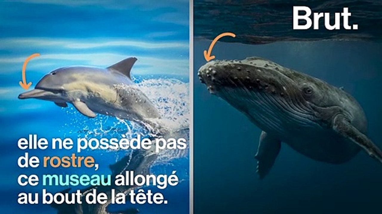 Ni un dauphin, ni une orque… Connaissez-vous la fausse orque ?