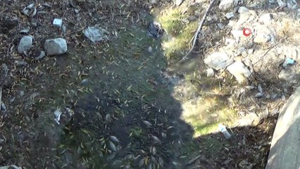 Akarsuyun kuruması ile çevre felaketi yaşandı