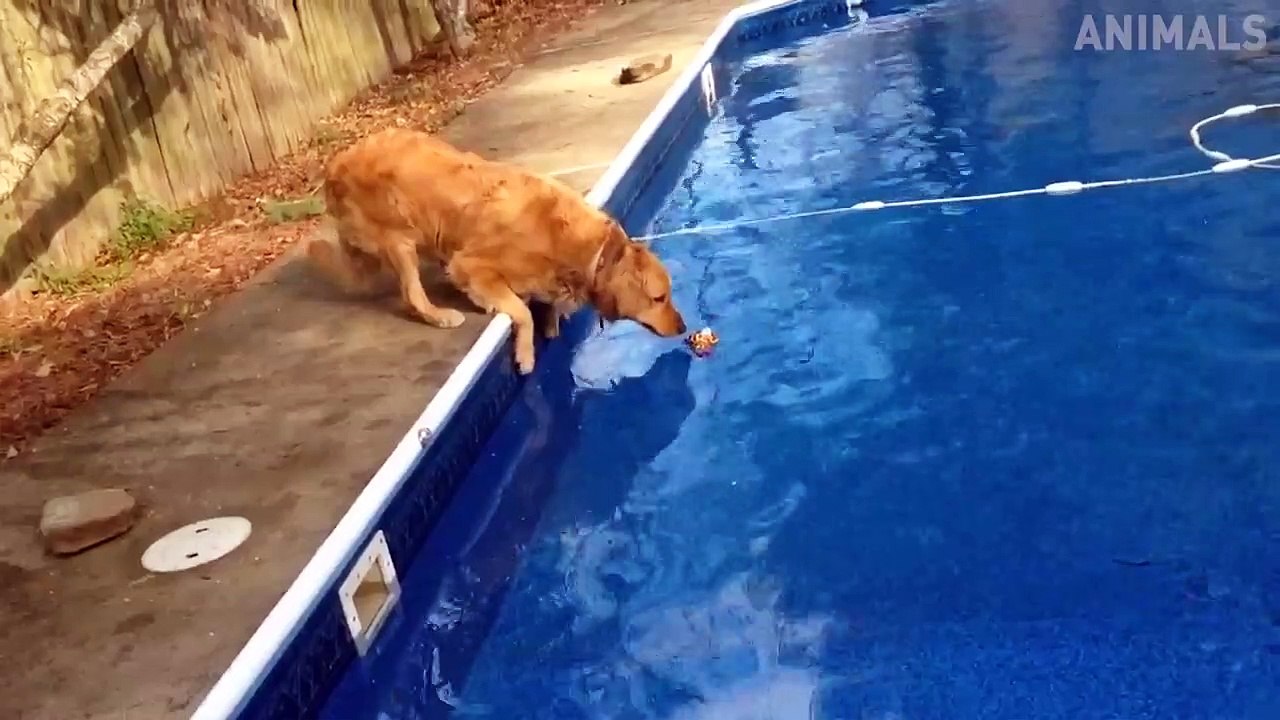 2020 Try Not To Laugh Animals #2