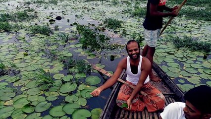 চলন বিলে শাপলা ফুল তোলা সিংড়া  সবচেয়ে বড় বিল বাংলাদেশের - Shapla Flowers in Largest Waterland Cholon Beel
