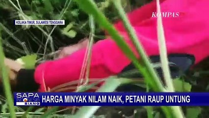Harga Naik, Petani Tanaman Nilam Kini Raih Untung Jutaan Rupiah