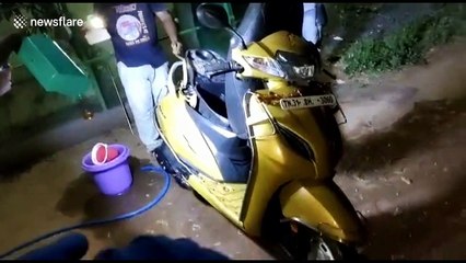 Poisonous wheat cobra pulled from under bike seat in southern India