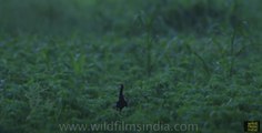 Courtship display of the Lesser Florican, a bustard bird species in Rajasthan