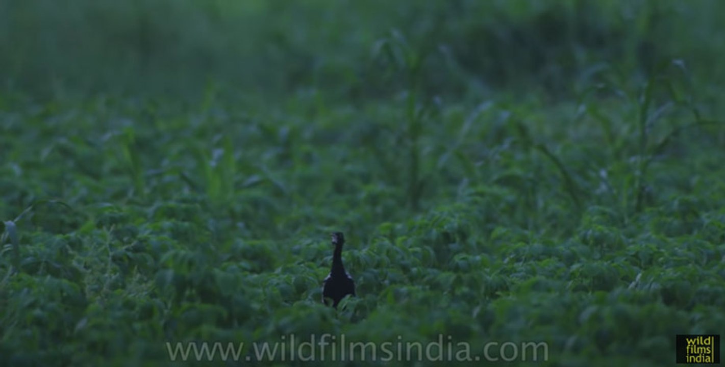 Courtship display of the Lesser Florican, a bustard bird species in Rajasthan