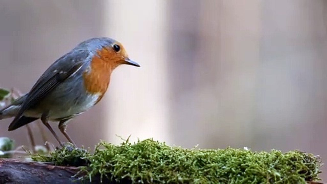 Un très joli oiseau