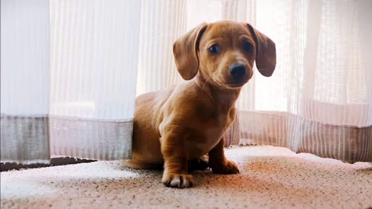 cut dog looking in the camera