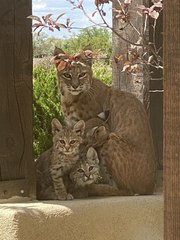 Une famille  de lynx filmée,  s'amusant sur  une terrasse