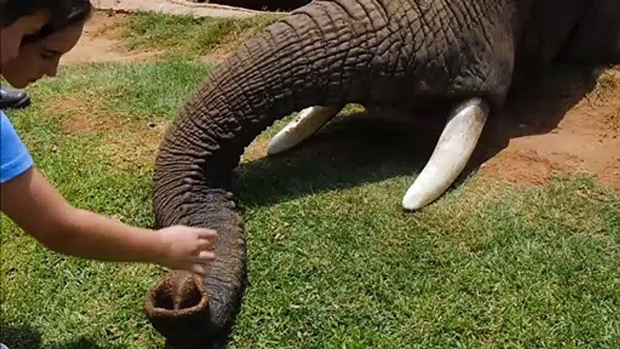 Elephant | love towards elephant | elephants