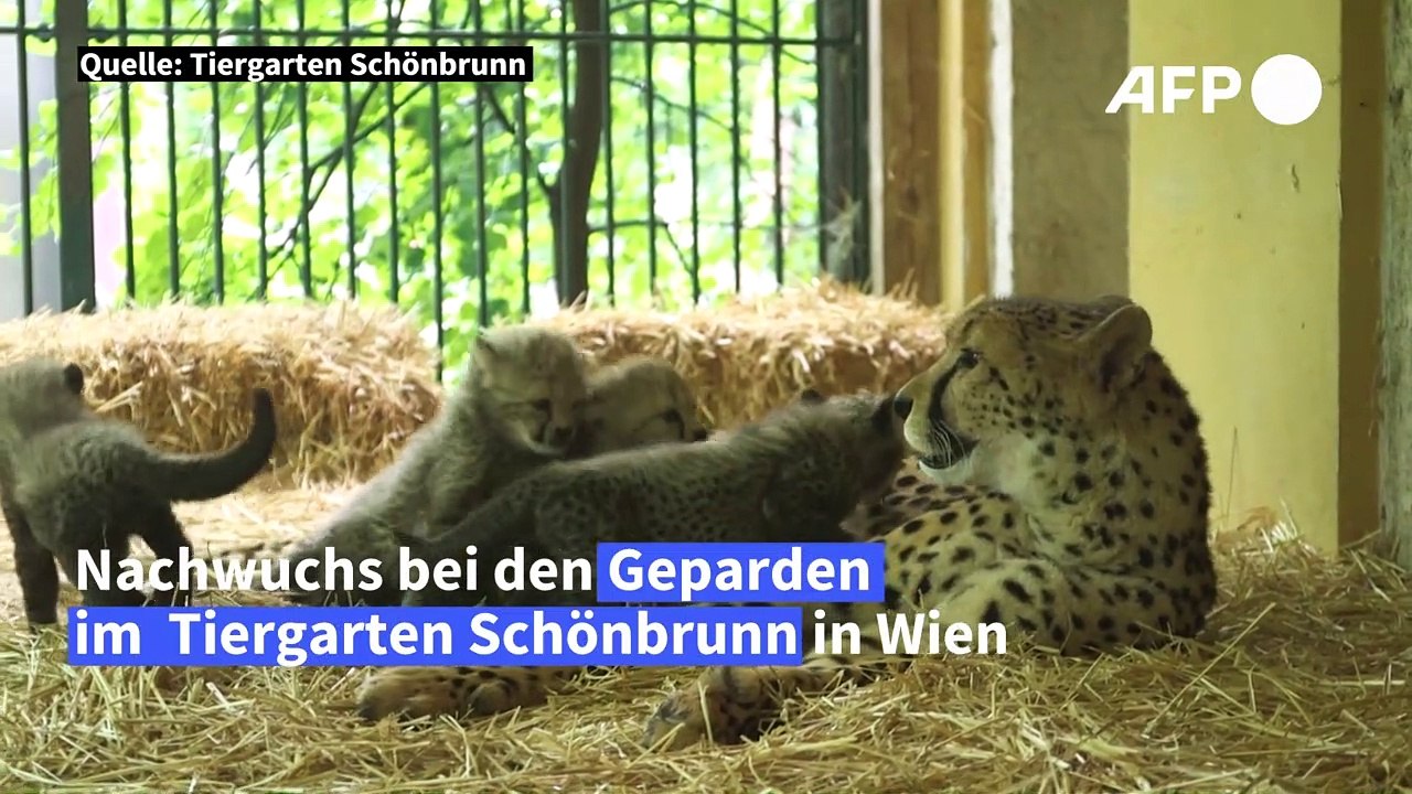 Gepardenbabys in wien: jungtiere erkunden ihre welt