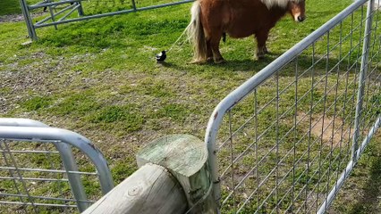 Patient Pony Lets Magpie Take Tail to Build a Nest