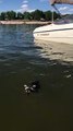Rigby the Raccoon Goes for a Swim