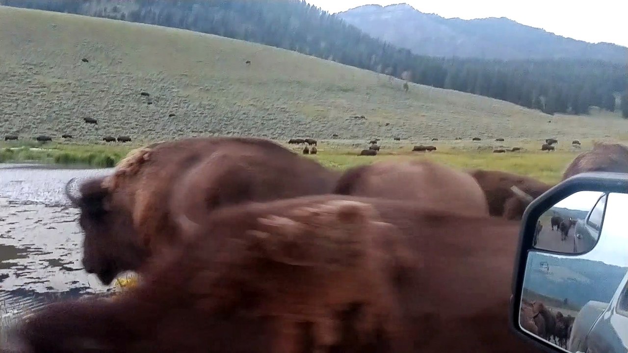 Caught in a Bison Crossing