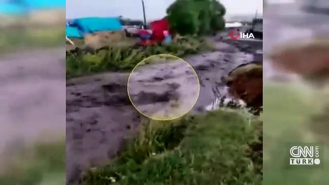 Buzağının sele kapılma anı kamerada