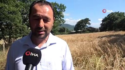 Eski heybede bulduğu tohumları ekti, gözlerine inanamadı