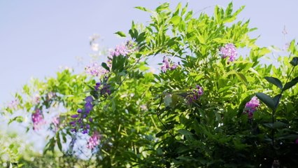 Wayne Marshall - The Piano Collection