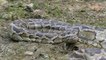 Crocodile Trap -Primitive Boy Save Family Crocodile From Python Attack - Most Amazing Wild Animal Attack | Animal Trap