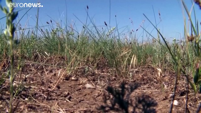 Нашествие саранчи в южных регионах России