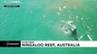 استرالیا؛ نهنگ مادر برای محافظت از فرزند خود به دو زن شناگر حمله کرد