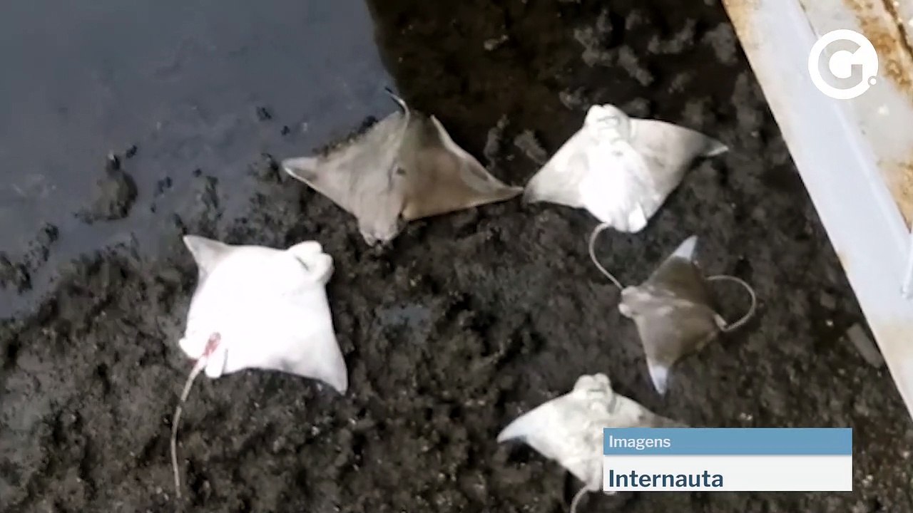 Arraias são encontradas mortas em Camburi, Vitória