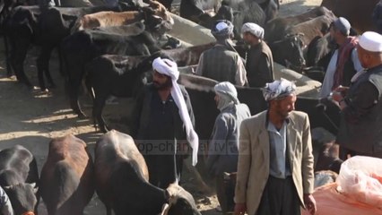 Top News - Covid, Afganistan/ Bien shitjet për Kurban Bajram - Pa koment