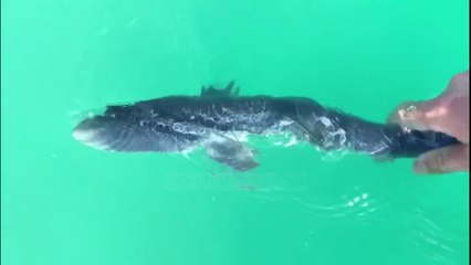 Tre milje larg derdhjes së Vjosës, kapet peshkaqeni ‘blu’! : Pa koment