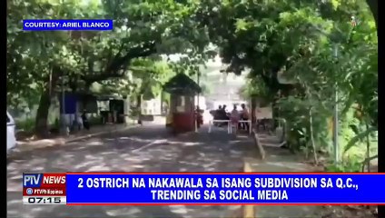 Dalawang ostrich nagtatakbo sa isang village sa Quezon City at hayop na humabol sa ostrich, pinagdebatehan kung kambing o aso?