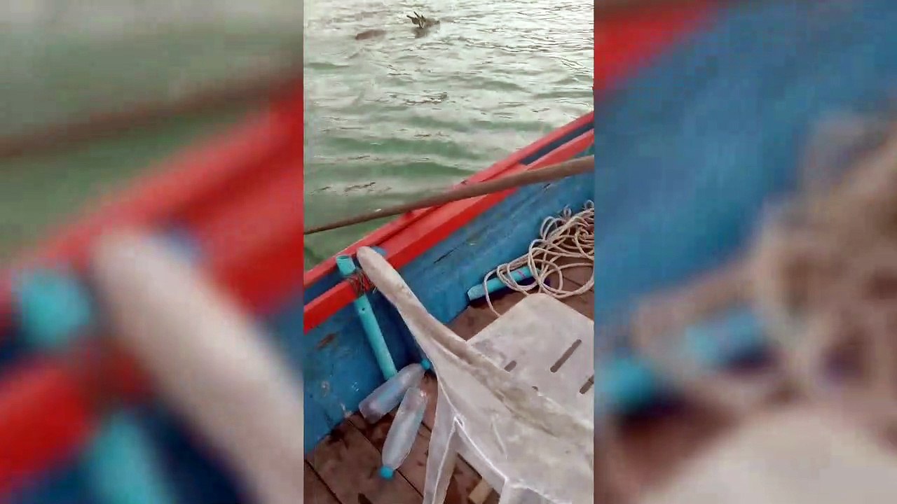 Stranded deer rescued from the sea