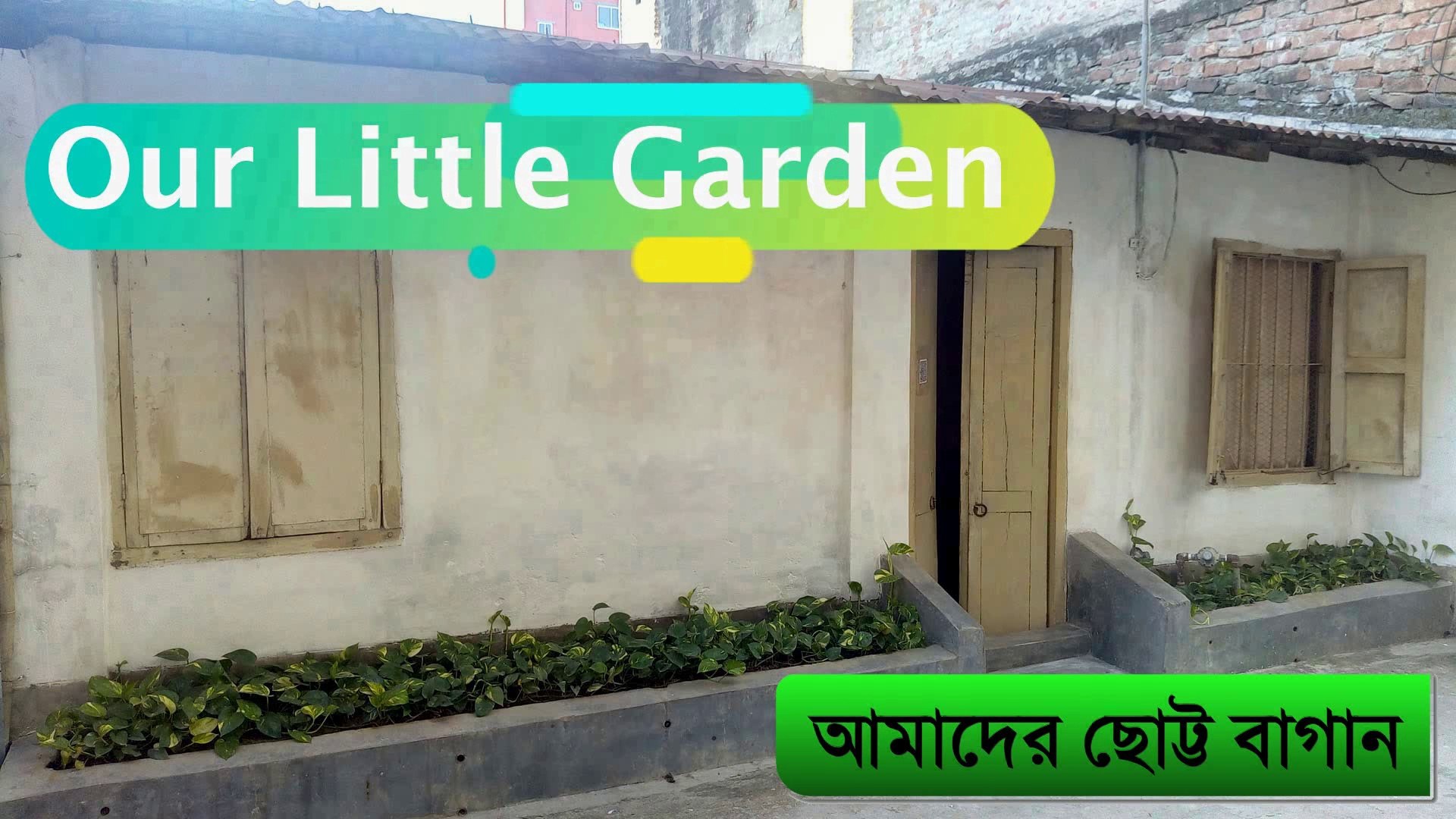 Our Little Garden | Money Plant Garden