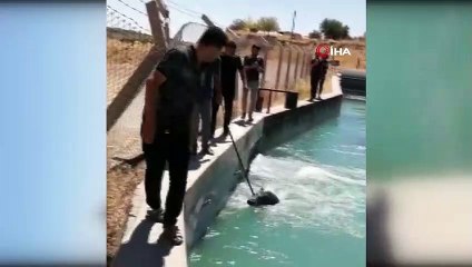 Sulama kanalına düşen yaban domuzunu 'gel gel' diye çağırdı